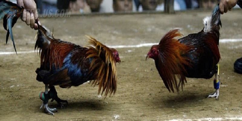 Lịch Đá Gà Sv388 - Tính Năng Hữu Ích Cho Kê Thủ Trong 2024 4 bước để theo dõi lịch đá gà SV388