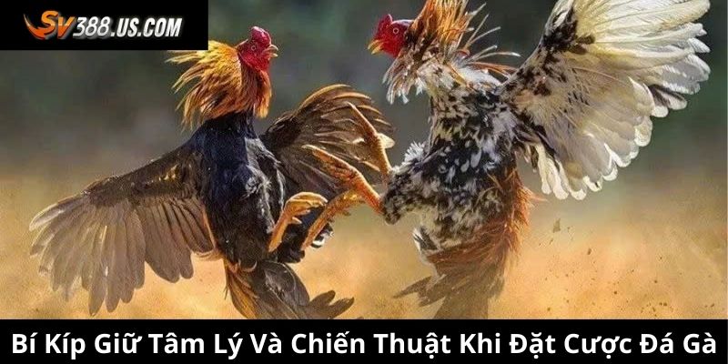 Bí Quyết Giữ Tâm Lý Và Chiến Thuật Khi Đặt Cược Đá Gà SV388 Bí kíp giữ tâm lý và chiến thuật khi đặt cược đá gà