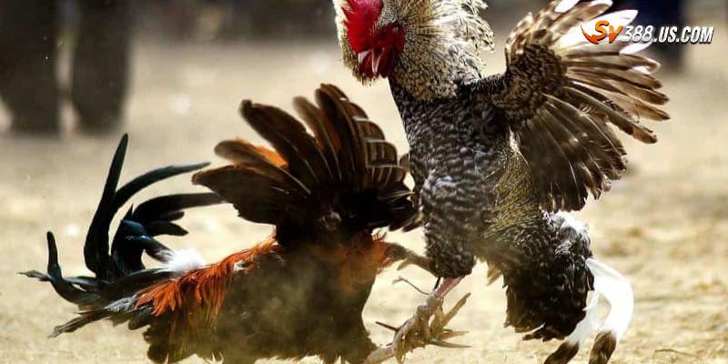 Bí Quyết Chọn Gà Chiến SV388 Bất Bại - Công Thức Đỉnh Cao Bí quyết chọn gà chiến SV388 bất bại nhờ kỹ năng