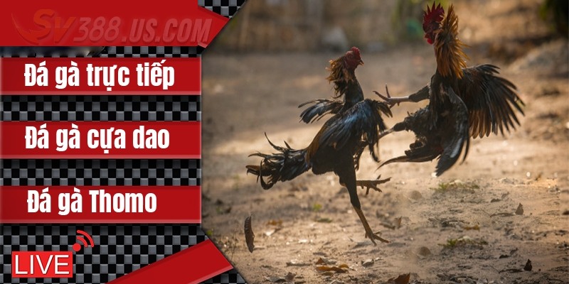 Sv388 Casino Thomo - Hấp Dẫn Ngay Từ Những Ván Đấu Kịch Tính Các hình thức chọi kê đang thịnh hành
