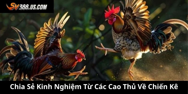 Chia Sẻ Kinh Nghiệm Từ Các Cao Thủ Mà Bạn Nên Biết Chia sẻ kinh nghiệm từ các cao thủ về chiến kê