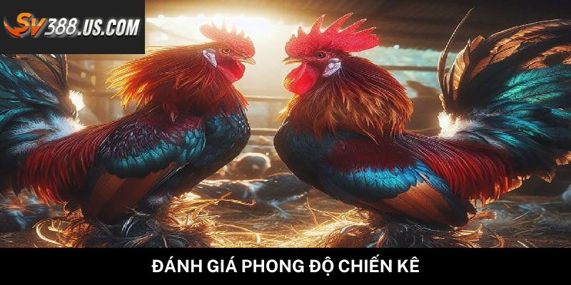 5 Cách Dự Đoán Gà Thắng Tại SV388 Cực Hiệu Quả Từ Cao Thủ Đánh giá phong độ chiến kê