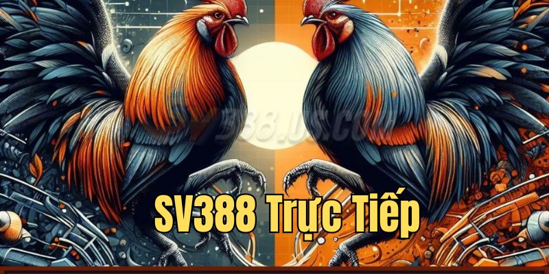 SV388 Trực Tiếp - Xem Đá Gà Hấp Dẫn, Cá Cược Thắng Lớn Giới thiệu sảnh live đá gà chất lượng