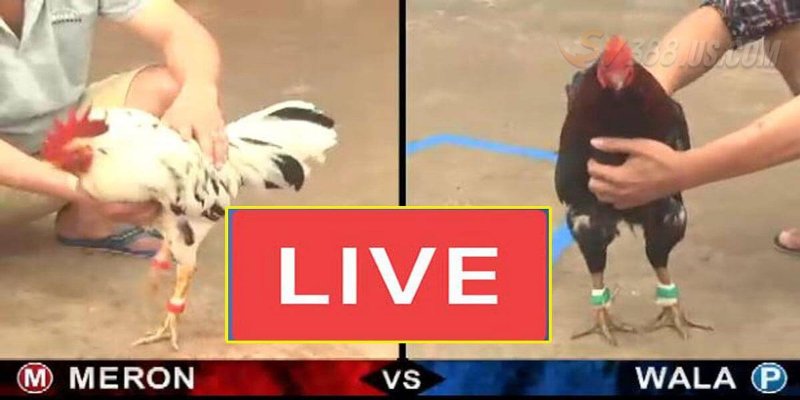 Giới thiệu SV388 trực tiếp đá gà