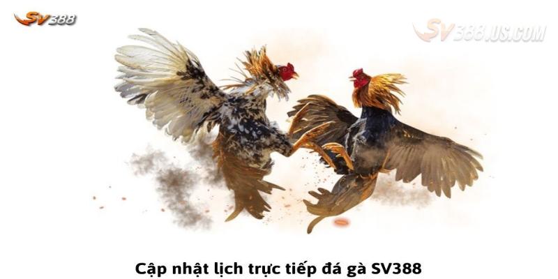 Đá Gà SV388 Asia - Nền Tảng Giải Trí Online Chuyên Nghiệp Hướng dẫn trải nghiệm đá gà online dễ dàng