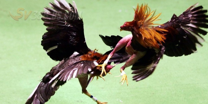 SV388 Casino Gà Đòn - Sân Chơi Rực Lửa Đình Đám Nhất Hiện Nay Kinh nghiệm bắt kèo ngon