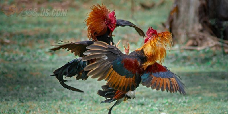 SV388 Trực Tiếp Gà Đòn - Giải Trí Đỉnh Cao Và Đầy Kịch Tính Luật chơi SV388 trực tiếp gà đòn là gì?