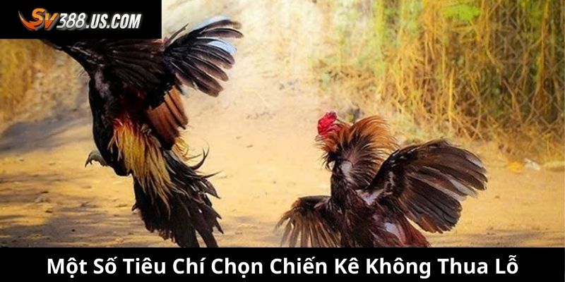 Tổng Hợp 3+ Lưu Ý Khi Chơi Đá Gà SV388 Không Thua Lỗ Một số tiêu chí chọn chiến kê không thua lỗ
