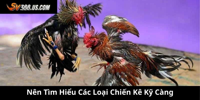 Bí Quyết Giữ Tâm Lý Và Chiến Thuật Khi Đặt Cược Đá Gà SV388 Nên tìm hiểu các loại chiến kê kỹ càng