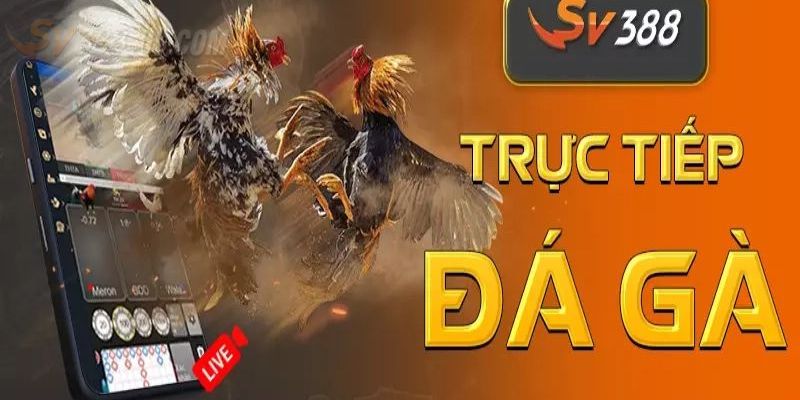 Sơ lược thông tin về SV388 trực tiếp gà đòn