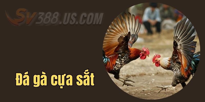 SV388 Trực Tiếp - Xem Đá Gà Hấp Dẫn, Cá Cược Thắng Lớn SV388 trực tiếp đá gà cựa sắt