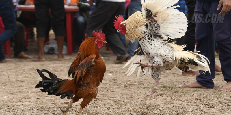 SV388 Trực Tiếp Đá Gà Full HD – Chiến Kê Nảy Lửa Mỗi Ngày SV388 trực tiếp đá gà cực sắt