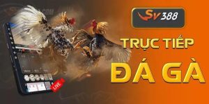 SV388 Trực Tiếp Đá Gà Thomo Uy Tín, Đẳng Cấp Số 1 Châu Á
