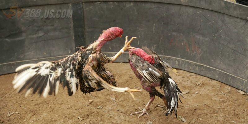 Tại sao nên sử dụng lịch đá gà SV388?