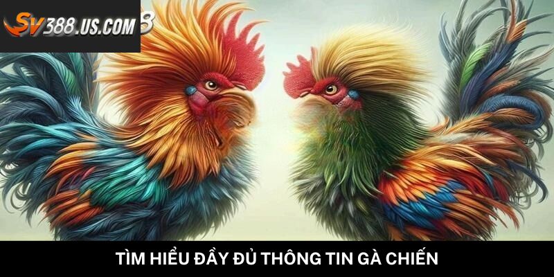 Các Chiến Lược Lâu Dài Để Kiếm Lời Từ Đá Gà Hiệu Quả Nhất Tìm hiểu đầy đủ thông tin gà chiến