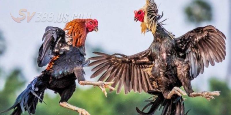 SV388 Casino Gà Đòn - Sân Chơi Rực Lửa Đình Đám Nhất Hiện Nay Vài điều về SV388 casino gà đòn