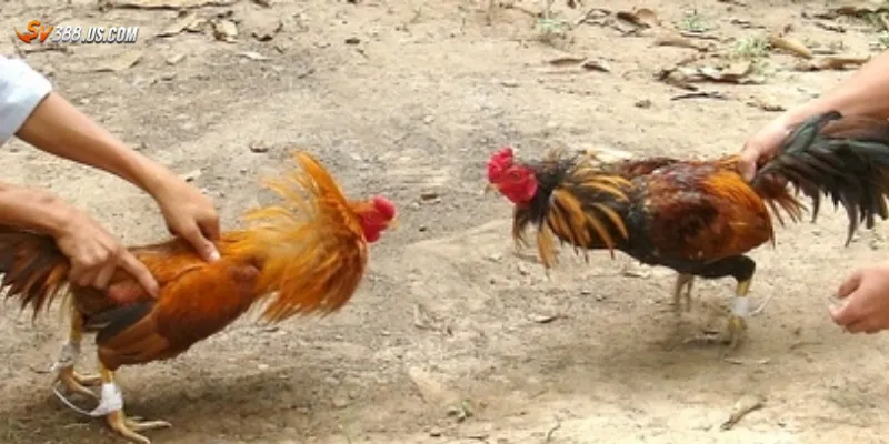 Bí kíp cược đá gà thắng lớn – Chơi đâu thắng đó Kinh nghiệm cược đá gà thắng lớn cho anh em