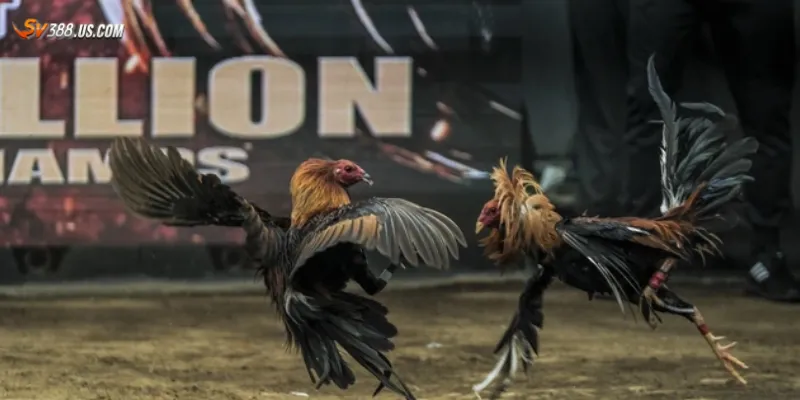 Đá gà live Campuchia – Giải trí cực mạnh thắng cược cực đã Hướng dẫn xem đá gà live Campuchia và đặt cược