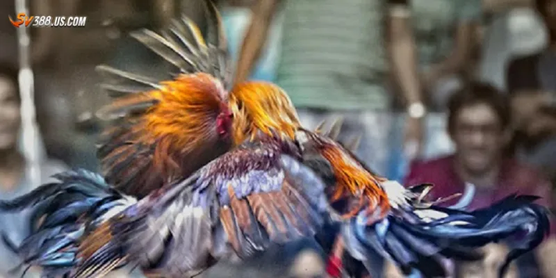 Đá gà live Campuchia – Giải trí cực mạnh thắng cược cực đã Cách vận hành hệ thống đá gà live tại Campuchia