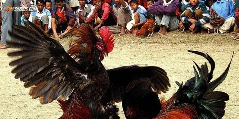 Đá Gà Live Philippines – Xem Ngay & Cược Thắng Lớn Tại SV388! Cách xem và cược đá gà live Philippines