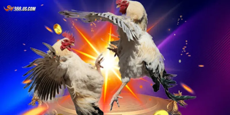 Đá Gà Live Philippines – Xem Ngay & Cược Thắng Lớn Tại SV388! Một số mẹo cược đá gà Philippines hiệu quả
