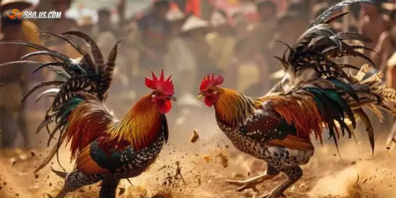 Tìm hiểu về đá gà live Philippines