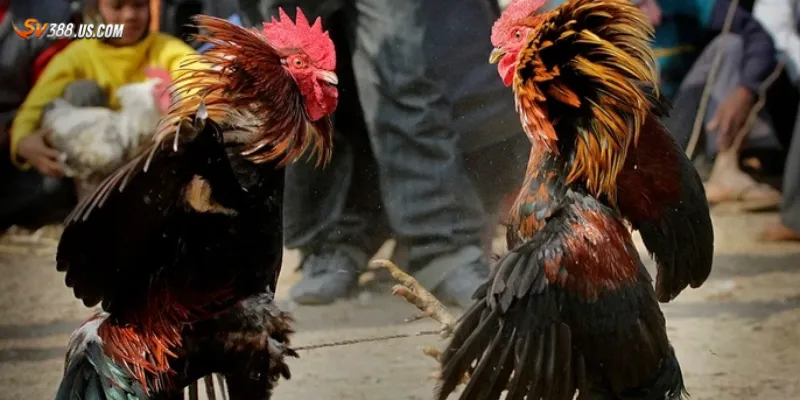 Trực tiếp đá gà có bình luận – Phân tích từng thế trận như chuyên gia Một số nền tảng phổ biến có đá gà bình luận trực tiếp