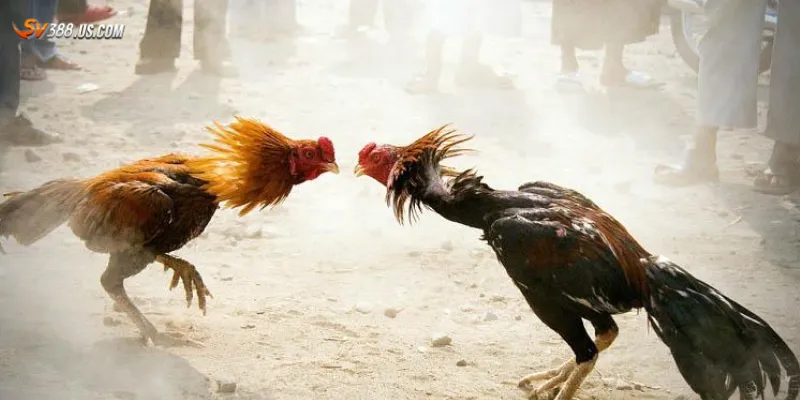 Hướng dẫn chơi đá gà online từ A-Z cho người mới bắt đầu Một số hình thức đá gà online phổ biến hiện nay