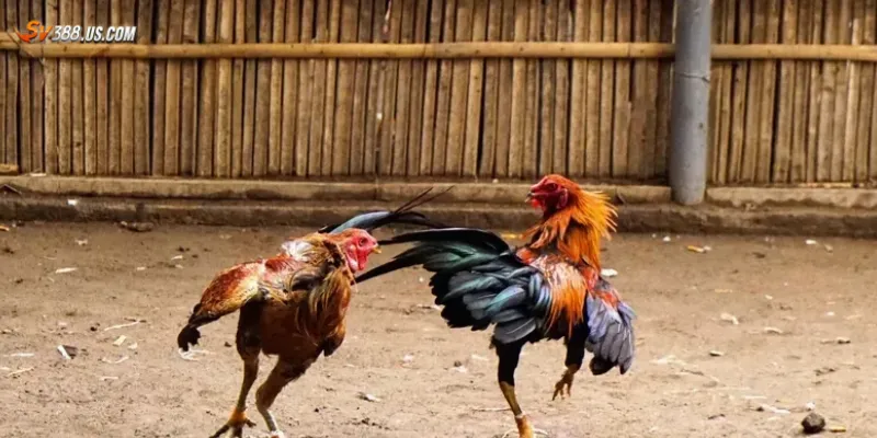 Mẹo cá cược đá gà chuẩn xác – Hạn chế rủi ro tăng tỷ lệ thắng Mẹo cá cược đá gà chuẩn xác cần nắm vững