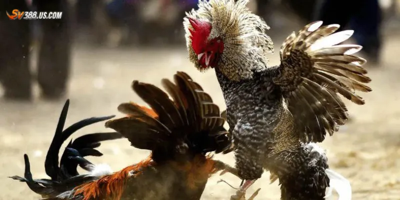 Nhận biết gà đá bịp - Mẹo phát hiện chiêu trò trong sới gà Một số dấu hiệu nhận biết gà đá bịp