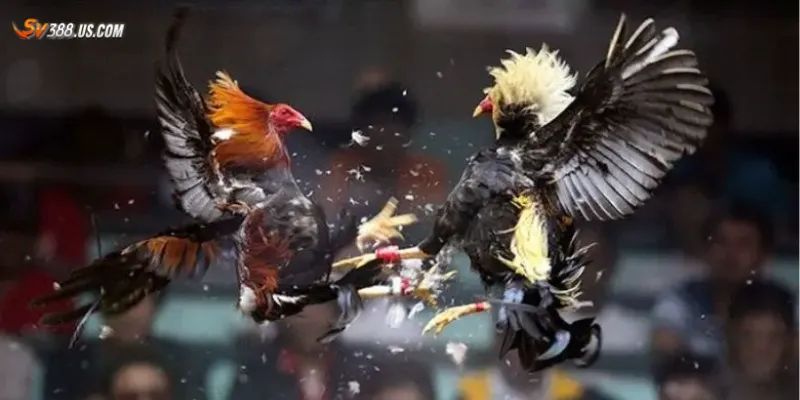 Nhận biết gà đá bịp - Mẹo phát hiện chiêu trò trong sới gà Vì sao cần nhận biết gà đá bịp?