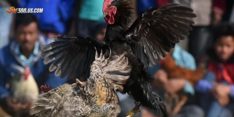 App xem đá gà – Trải nghiệm trận đấu đỉnh cao ngay trên điện thoại Hướng dẫn cách tải và sử dụng app xem đá gà