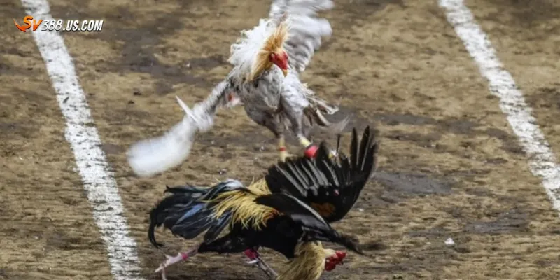 App xem đá gà – Trải nghiệm trận đấu đỉnh cao ngay trên điện thoại Bí quyết sử dụng app xem đá gà hiệu quả