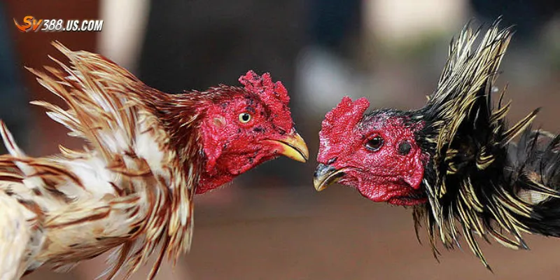 Đá gà cựa dao là gì? Luật chơi, cách đặt cược và kỹ thuật gà đá Lợi ích và rủi ro khi tham gia đá gà cựa dao