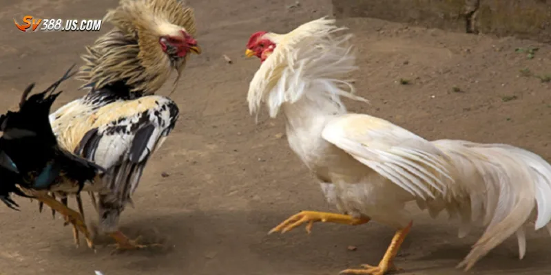 Đá gà cựa dao là gì? Luật chơi, cách đặt cược và kỹ thuật gà đá Cách đặt cược trong đá gà cựa dao