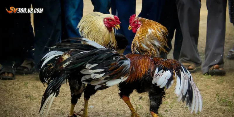 Đá gà cựa dao là gì? Luật chơi, cách đặt cược và kỹ thuật gà đá Tìm hiểu về đá gà cựa dao