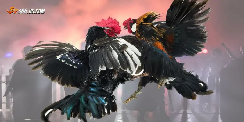 Đá gà đòn online có hợp pháp không? Những điều cần lưu ý khi chơi Cách chơi đá gà đòn online an toàn