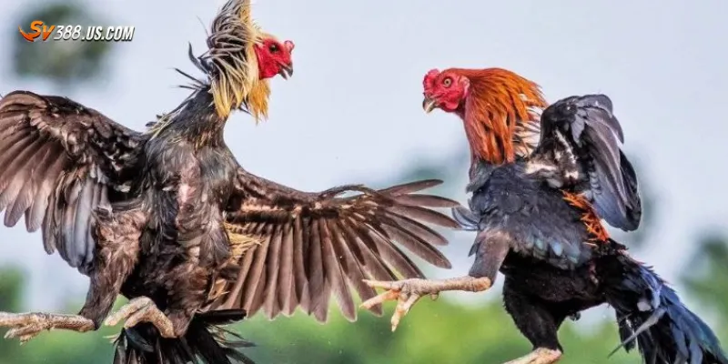 Đá gà đòn online có hợp pháp không? Những điều cần lưu ý khi chơi Lý do đá gà đòn online vẫn thu hút người chơi