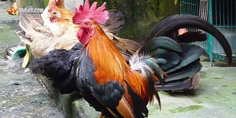 Đá gà Thomo mới nhất 2025 – Cập nhật nhanh xem mượt full HD Lưu ý khi xem đá gà Thomo mới nhất 2025