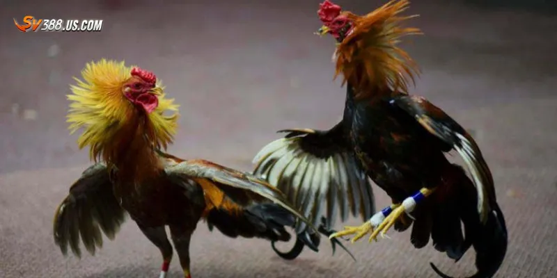 Đá gà Thomo mới nhất 2025 – Cập nhật nhanh xem mượt full HD Cách xem đá gà Thomo mới nhất 2025 mượt mà