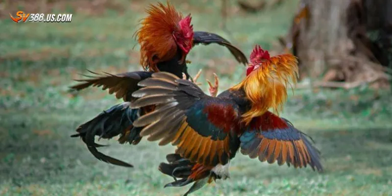 Cá cược gà nòi chọi – Kịch tính từng đòn thắng lớn từng ván Mẹo cá cược gà nòi chọi để thắng lớn