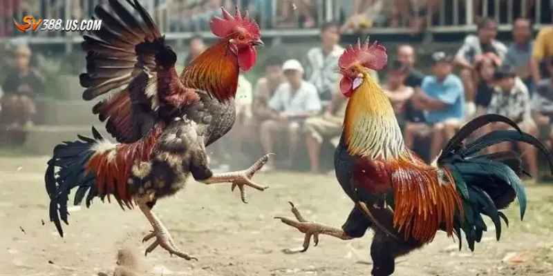 Cá cược gà nòi chọi – Kịch tính từng đòn thắng lớn từng ván Đặc điểm nổi bật của gà nòi chọi trong cá cược