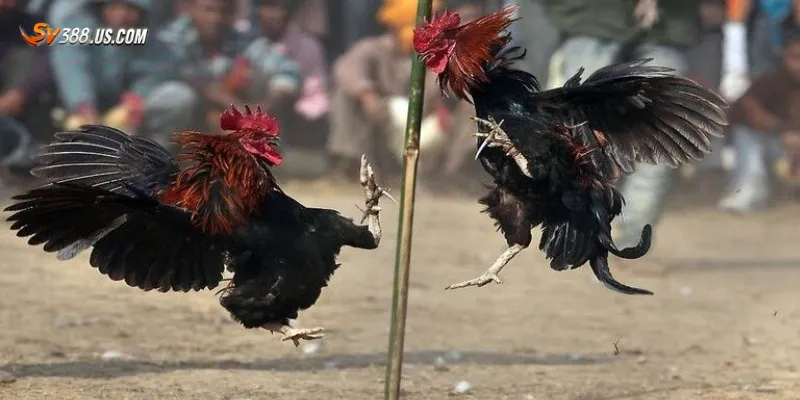 Tổng quan về cá cược gà nòi chọi