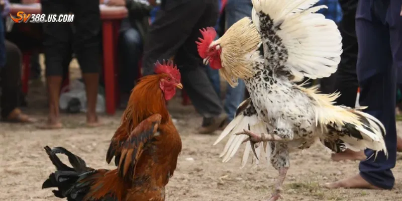 Tuyển chọn những trận gà tre đá hay kịch tính đến nghẹt thở Top mẹo chọn trận gà tre đá hay để xem