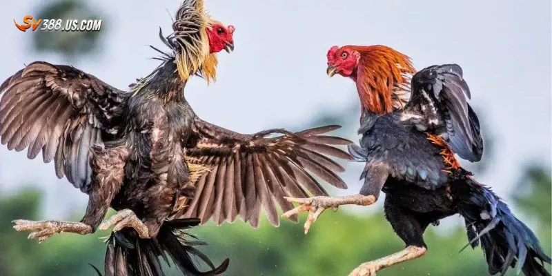 Tuyển chọn những trận gà tre đá hay kịch tính đến nghẹt thở Một số trận gà tre đá hay đáng xem