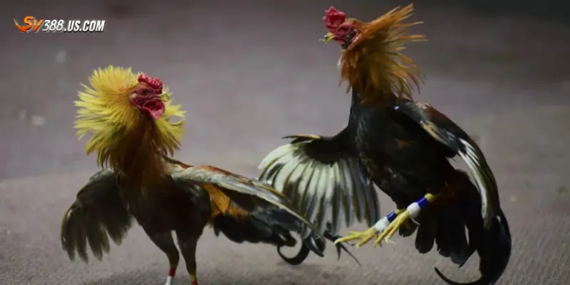 Tuyển chọn những trận gà tre đá hay kịch tính đến nghẹt thở Bao quát về gà tre đá hay