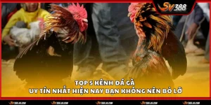 kenh da ga uy tin 1 11zon 1