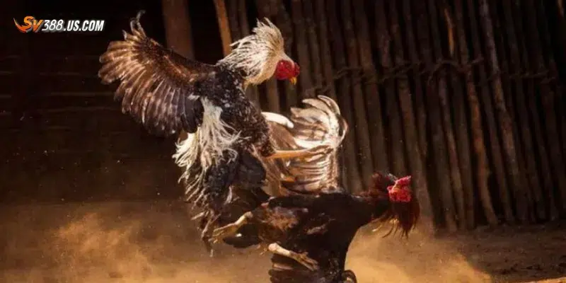 Top 5 kênh đá gà uy tín nhất hiện nay bạn không nên bỏ lỡ Lợi ích khi tham gia top 5 kênh đá gà uy tín