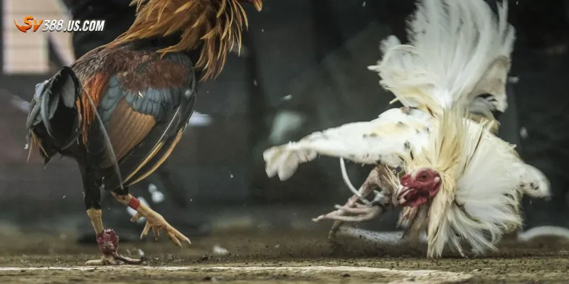 Livestream đá gà Thomo – Trận đấu nảy lửa từ trường gà Campuchia Cách xem livestream đá gà Thomo hiệu quả