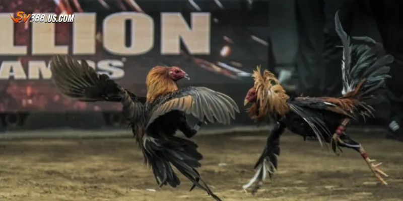 Livestream đá gà Thomo – Trận đấu nảy lửa từ trường gà Campuchia Lợi ích khi theo dõi livestream đá gà Thomo